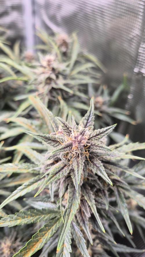 FastBuds grow. Week 8