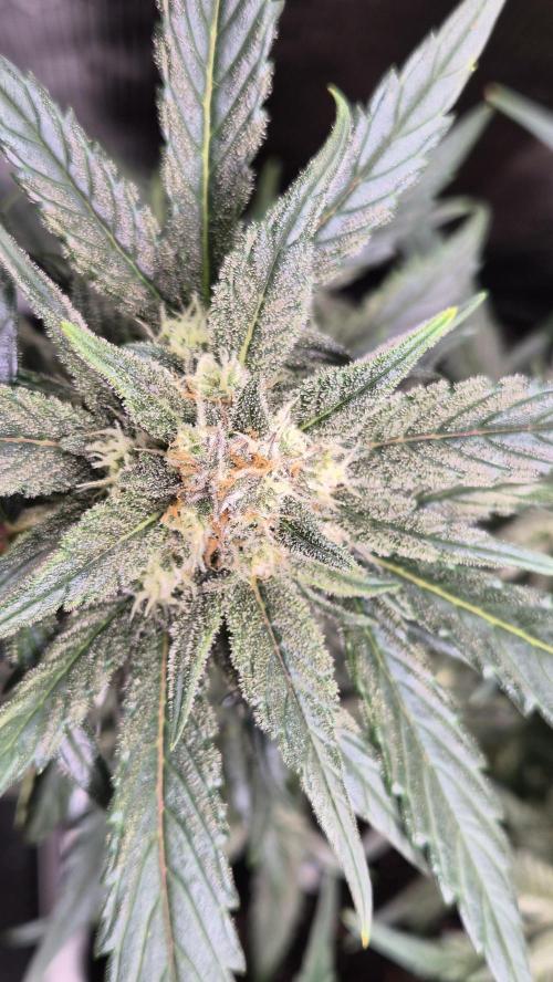 FastBuds grow. Week 8