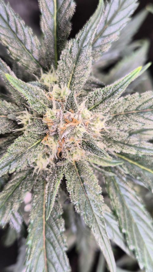 FastBuds grow. Week 8