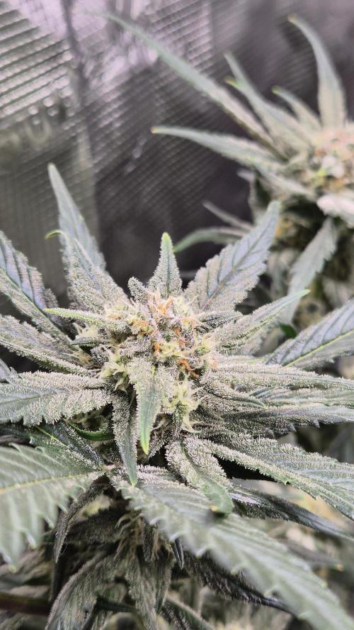 FastBuds grow. Week 8