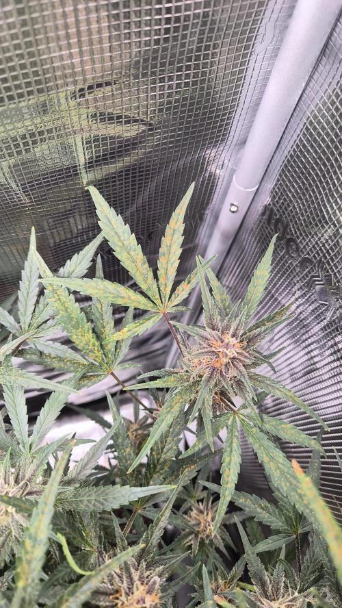 FastBuds grow. Week 8