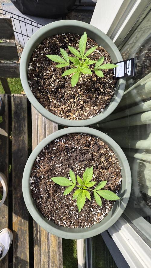 Z up / Pineapple sativa Outdoor. Week 3