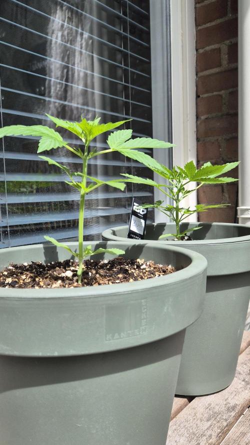 Z up / Pineapple sativa Outdoor. Week 3