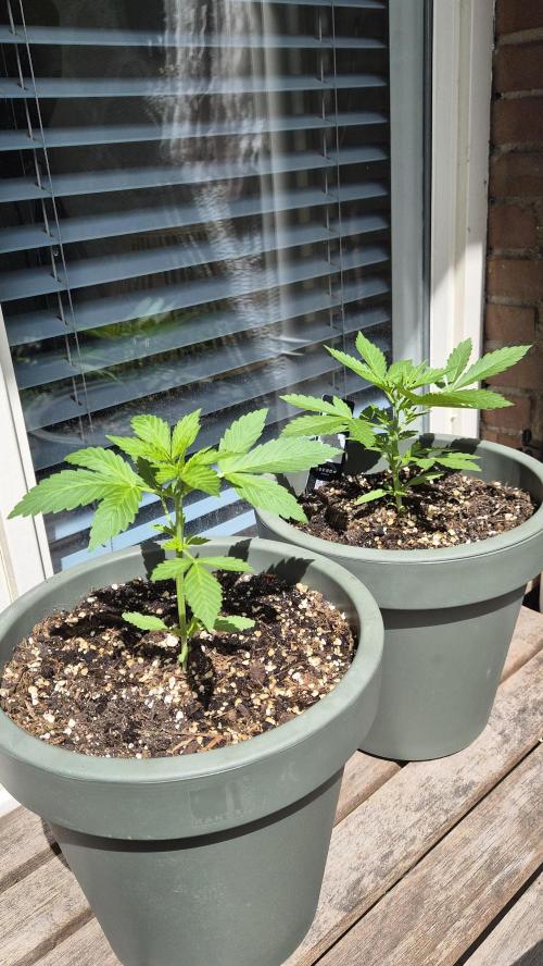 Z up / Pineapple sativa Outdoor. Week 3