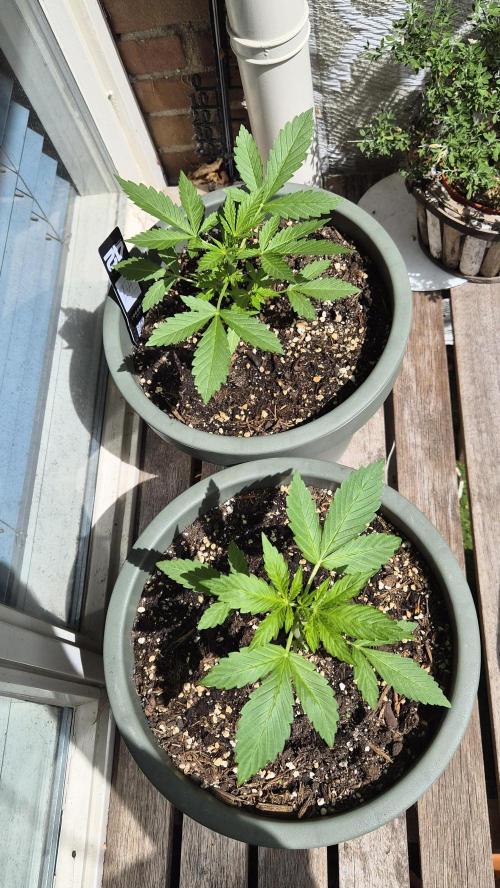 Z up / Pineapple sativa Outdoor. Week 3
