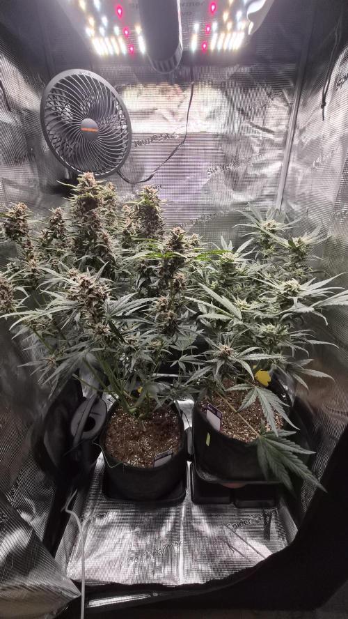 FastBuds grow. Week 9