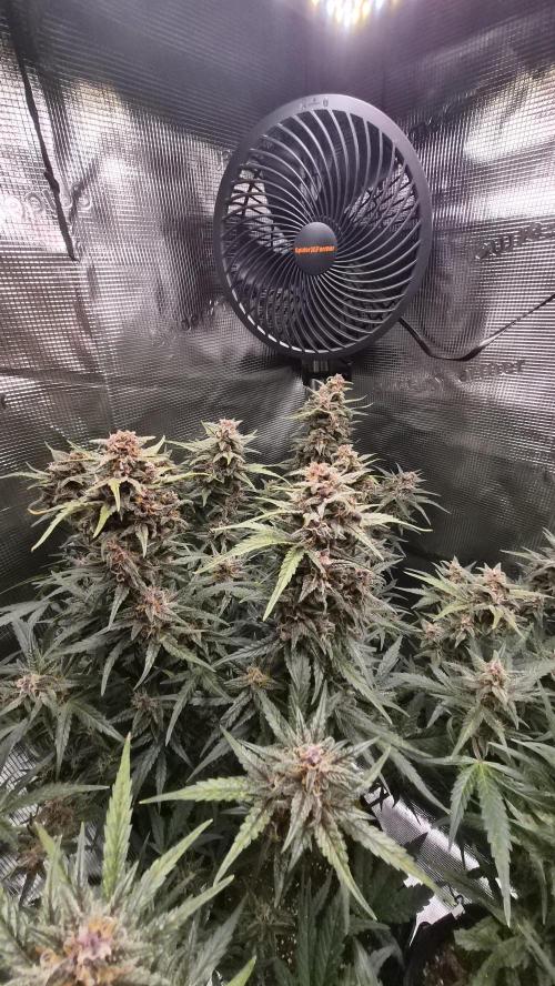 FastBuds grow. Week 9