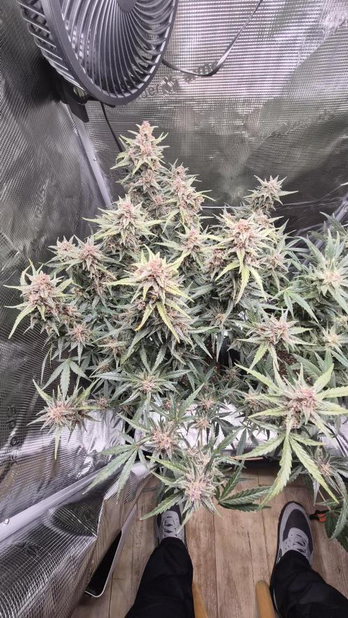 FastBuds grow. Week 9