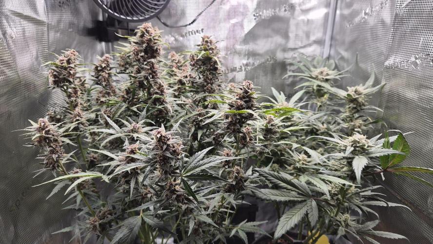 FastBuds grow. Week 9