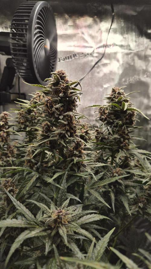 FastBuds grow. Week 9