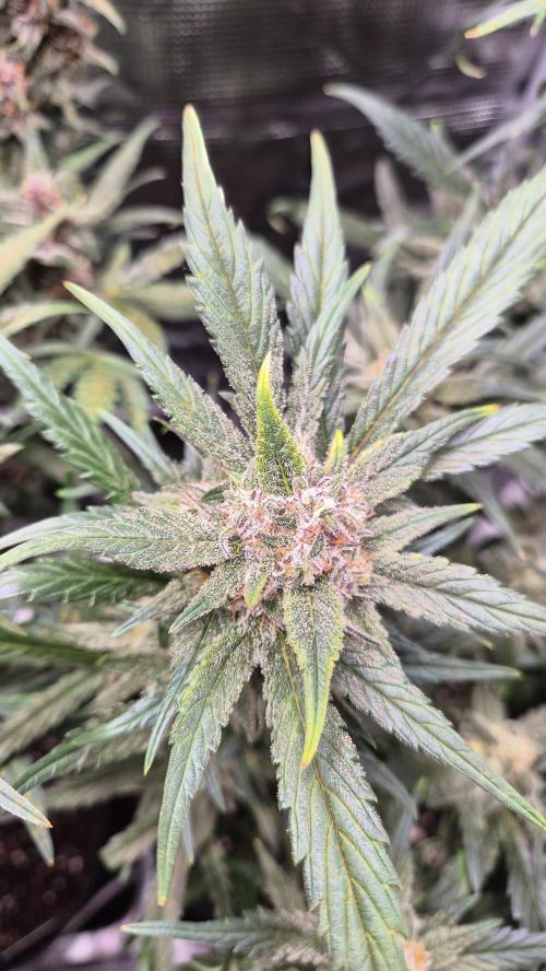 FastBuds grow. Week 9