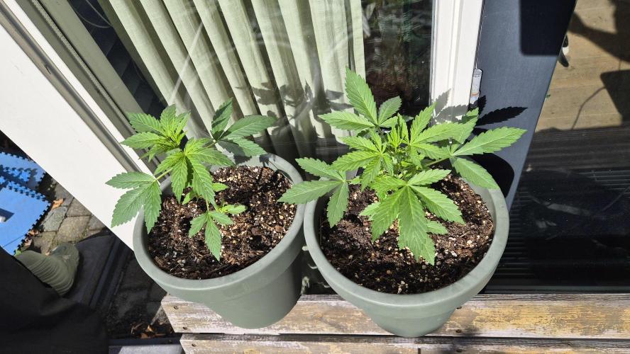 Z up / Pineapple sativa Outdoor. Week 4