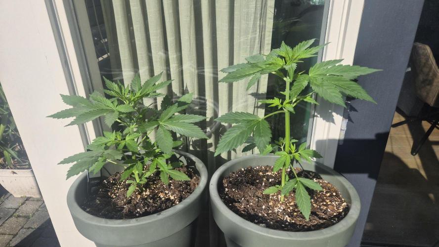 Z up / Pineapple sativa Outdoor. Week 4