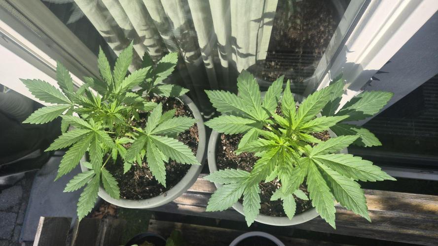 Z up / Pineapple sativa Outdoor. Week 4