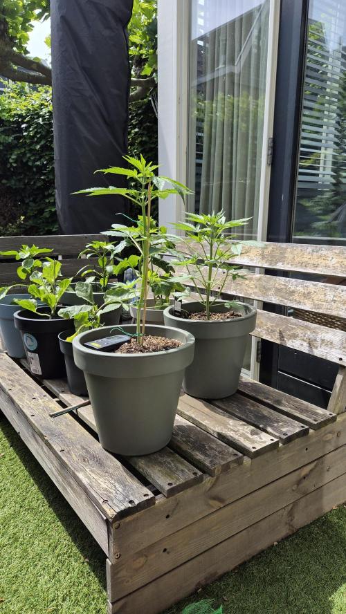 Z up / Pineapple sativa Outdoor. Week 4