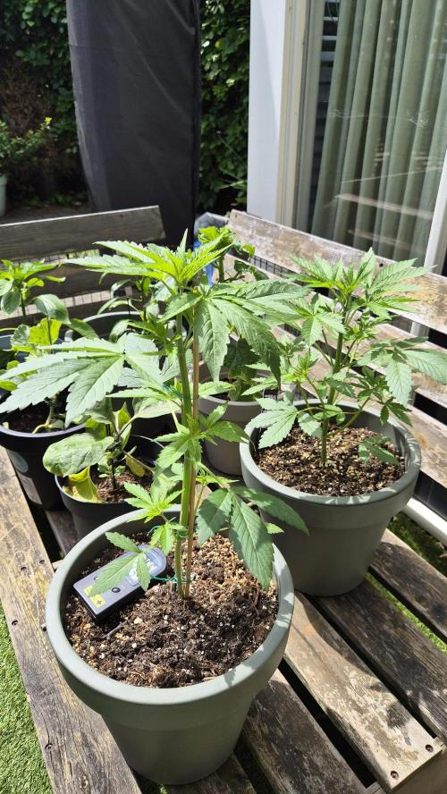 Z up / Pineapple sativa Outdoor. Week 4