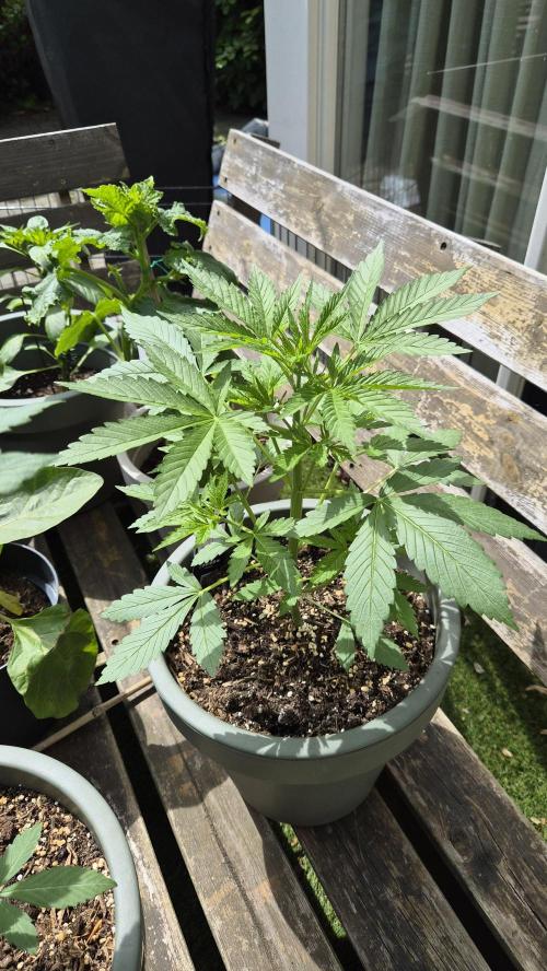 Z up / Pineapple sativa Outdoor. Week 4
