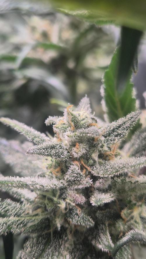FastBuds grow. Week 10