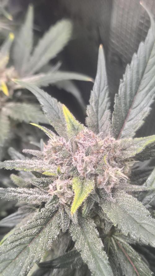 FastBuds grow. Week 10
