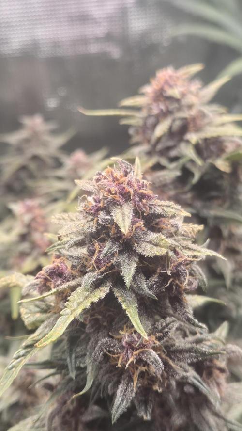 FastBuds grow. Week 10