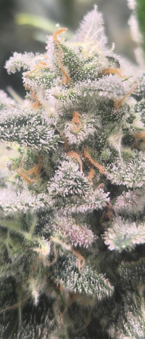FastBuds grow. Week 10