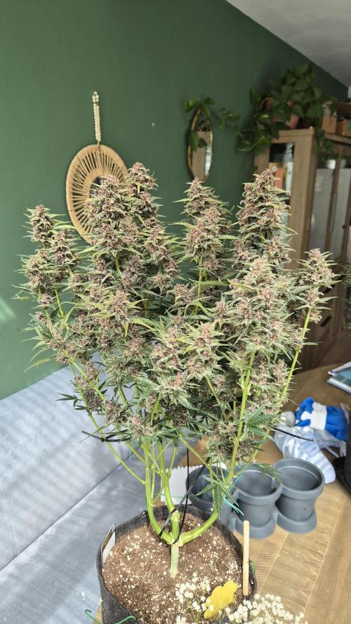 FastBuds grow. Week 10