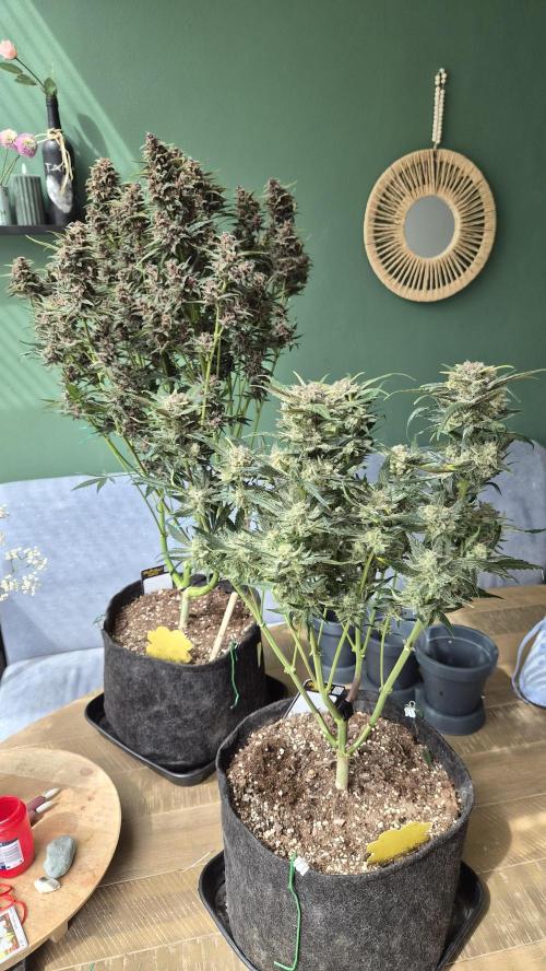 FastBuds grow. Week 10