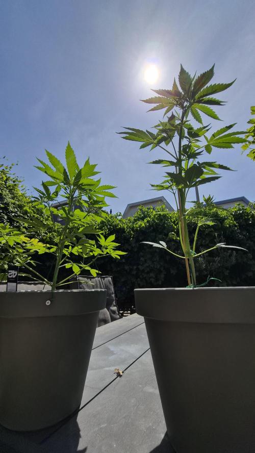 Z up / Pineapple sativa Outdoor. Week 5