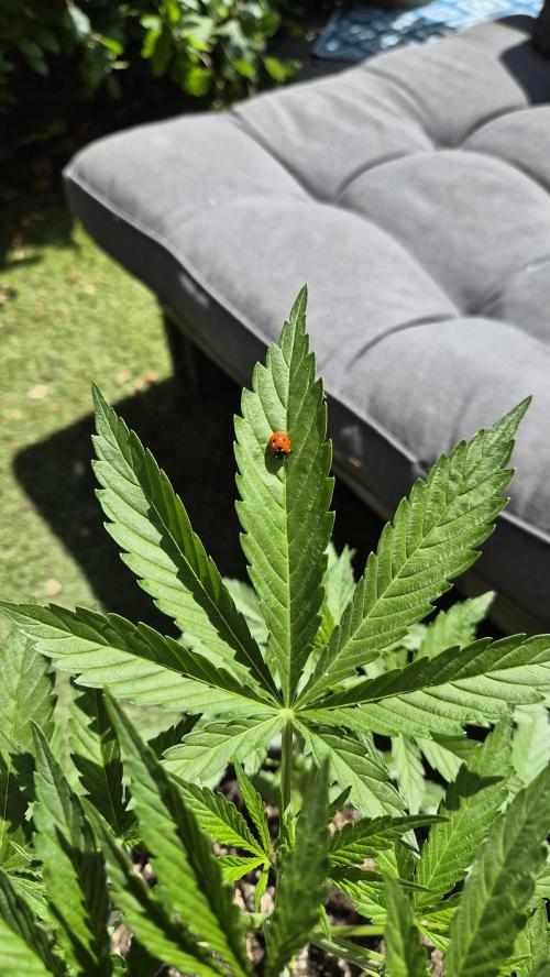 Z up / Pineapple sativa Outdoor. Week 5
