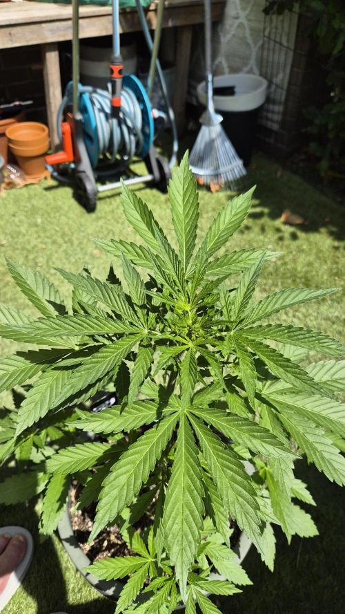 Z up / Pineapple sativa Outdoor. Week 5