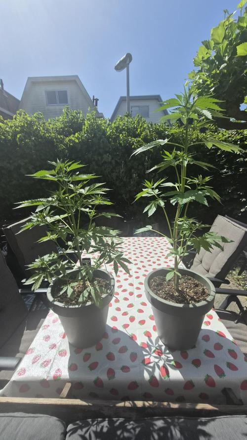 Z up / Pineapple sativa Outdoor. Week 5