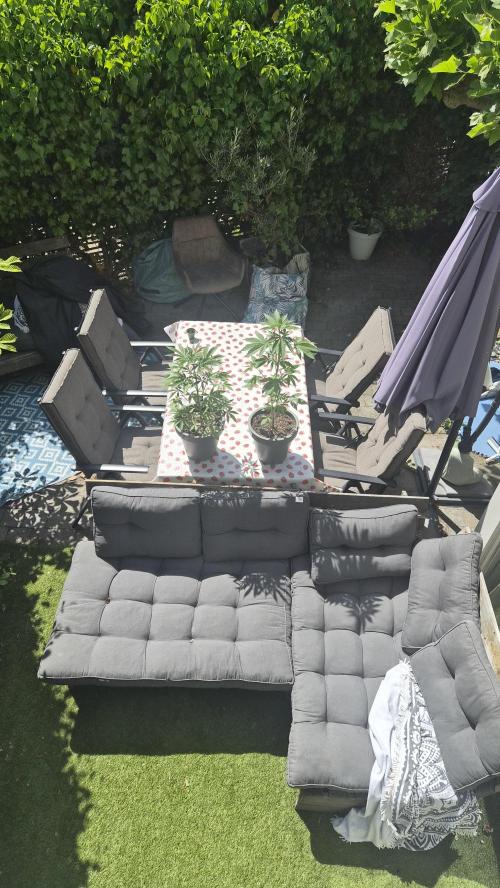 Z up / Pineapple sativa Outdoor. Week 5