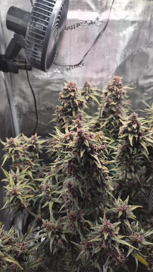 FastBuds grow. Week 11