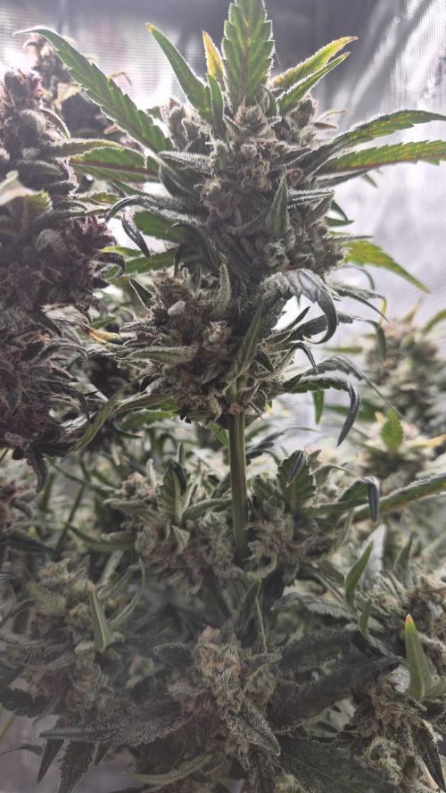 FastBuds grow. Week 11
