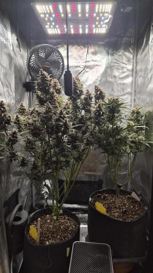 FastBuds grow. Week 11
