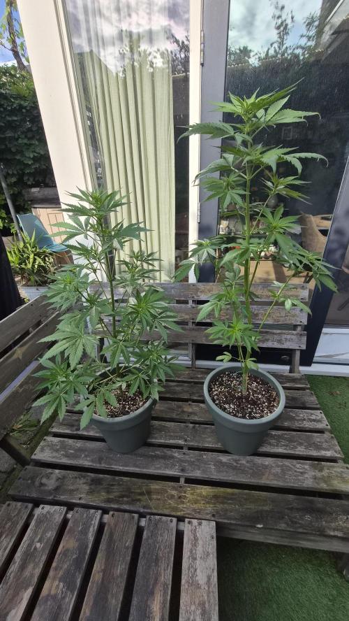 Z up / Pineapple sativa Outdoor. Week 6