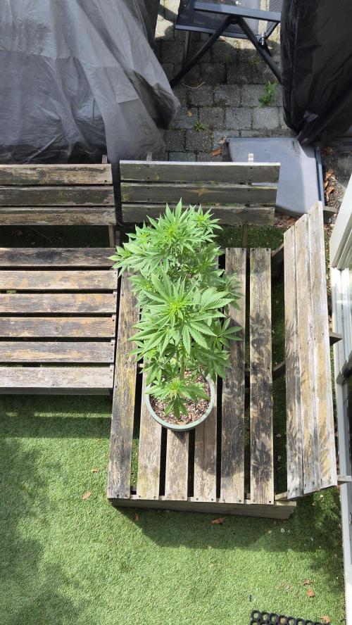Z up / Pineapple sativa Outdoor. Week 6