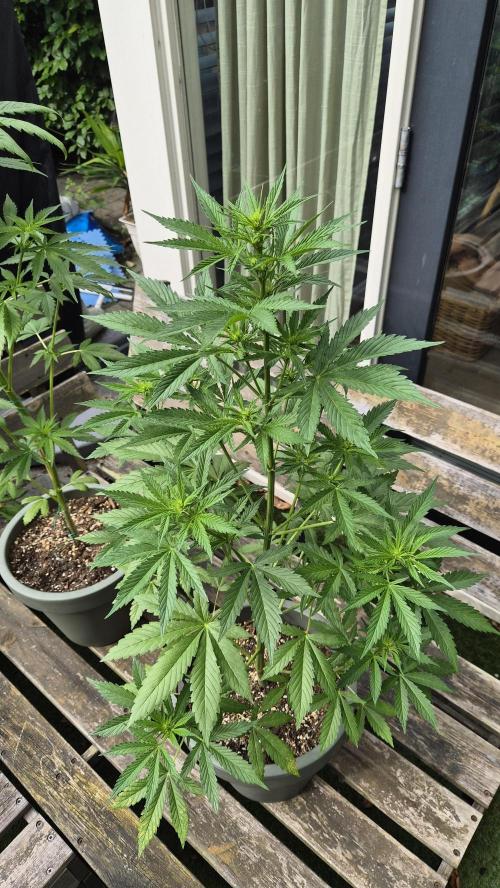 Z up / Pineapple sativa Outdoor. Week 6