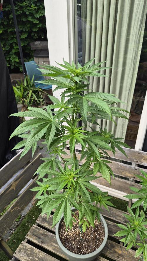 Z up / Pineapple sativa Outdoor. Week 6