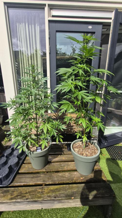 Z up / Pineapple sativa Outdoor. Week 6