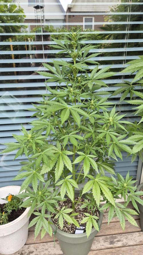 Z up / Pineapple sativa Outdoor. Week 6