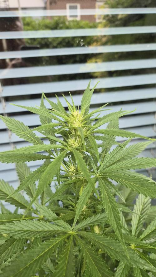Z up / Pineapple sativa Outdoor. Week 6