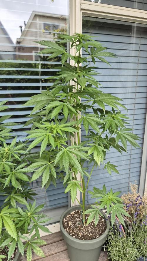 Z up / Pineapple sativa Outdoor. Week 6