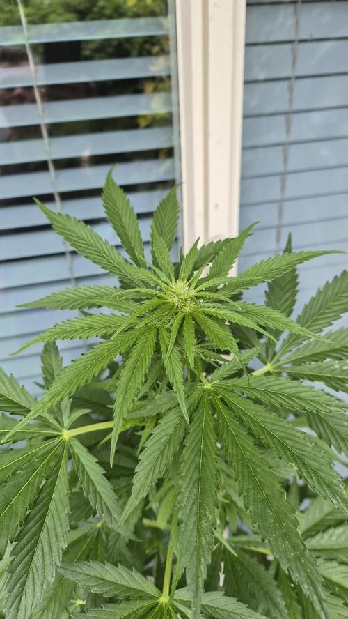 Z up / Pineapple sativa Outdoor. Week 6