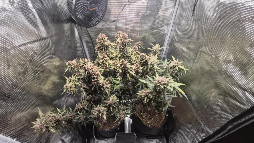 FastBuds grow. Week 12