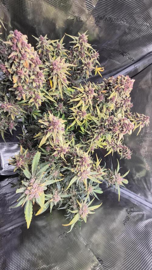 FastBuds grow. Week 12