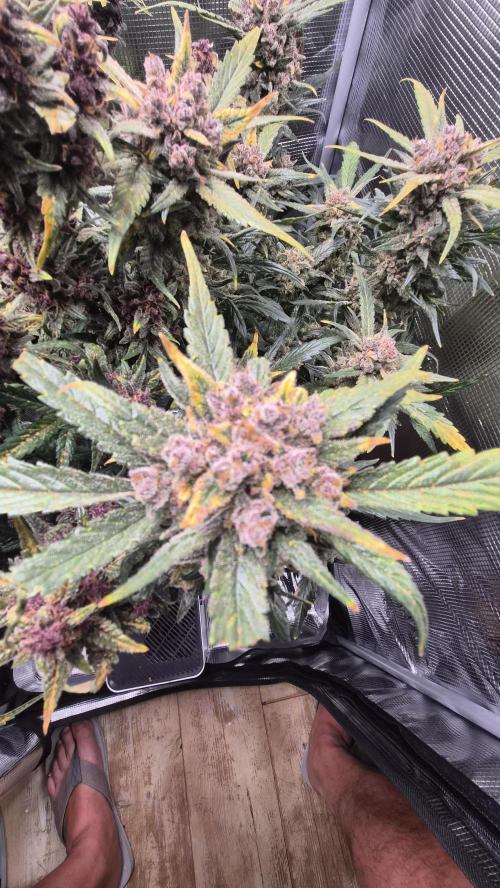 FastBuds grow. Week 12