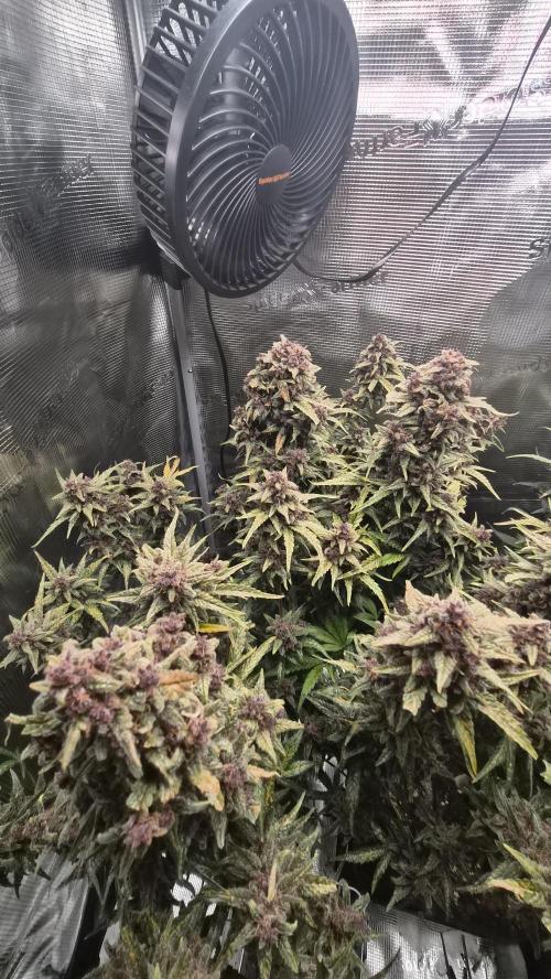 FastBuds grow. Week 12