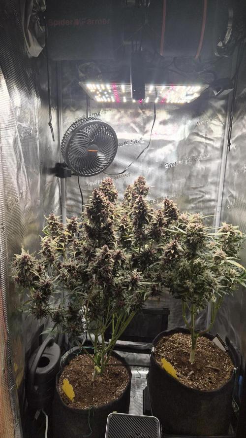 FastBuds grow. Week 12