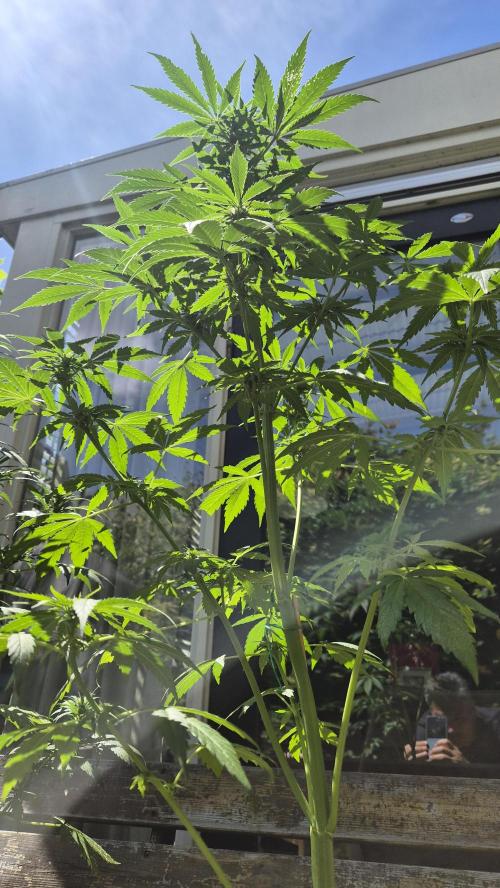 Z up / Pineapple sativa Outdoor. Week 7